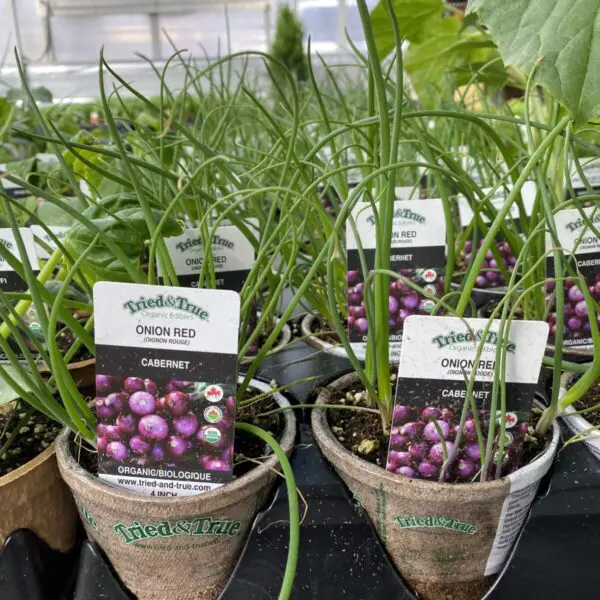 Red Onions (4" Pot) - Vegetables