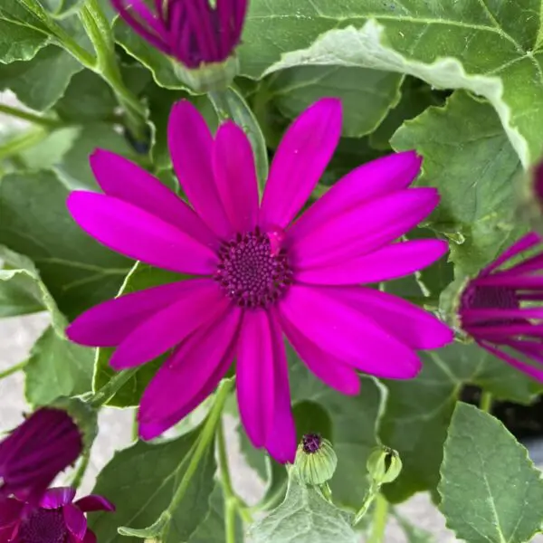 Senetti Daisy/Daisies Planters - Annuals - Image 2
