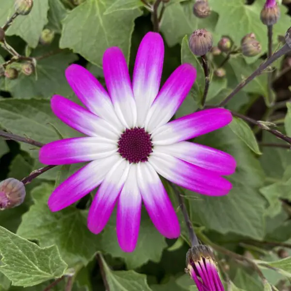 Senetti Daisy/Daisies Planters - Annuals - Image 3