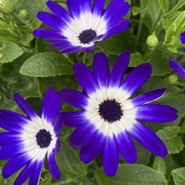 Senetti Daisy/Daisies Planters - Annuals