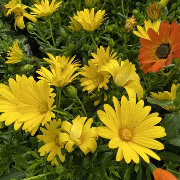 Osteospurmum (African Daisies) - Image 5
