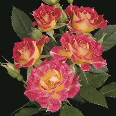 Specialty Roses (Assorted Week's Roses) - Image 14