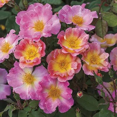 Specialty Roses (Assorted Week's Roses) - Image 16