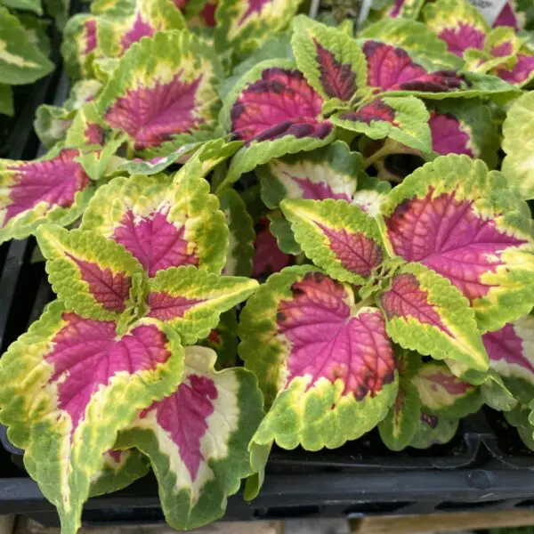 Coleus (Bedding Packs) - Image 3