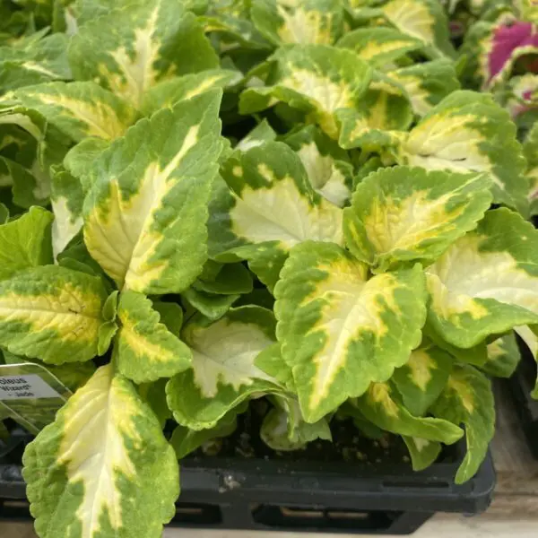 Coleus (Bedding Packs) - Image 2