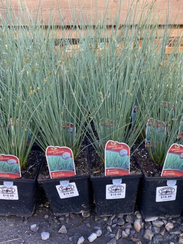 Blue Leaved Rush Grass - Perennials