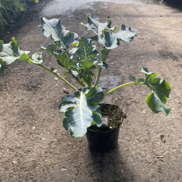 Broccoli - 4" Veggies