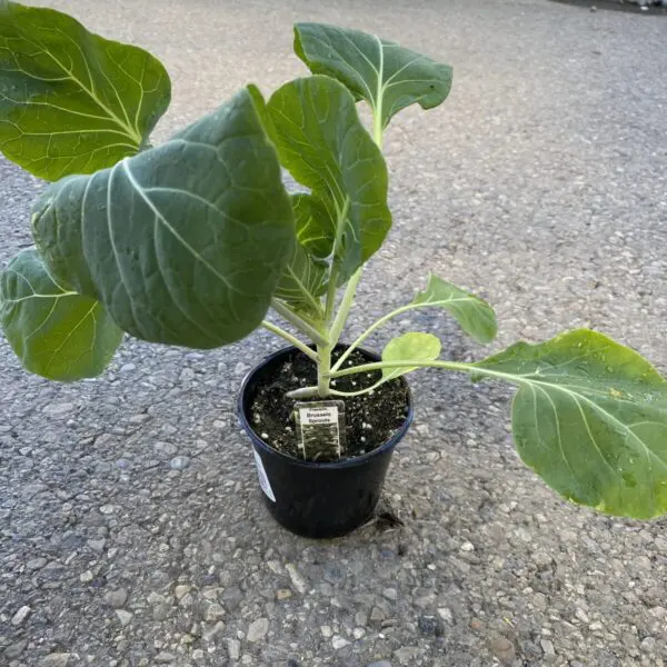 Brussels Sprouts - 4" Veggies