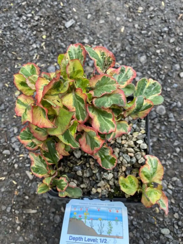 Chameleon Plant - Pond & Water Plants
