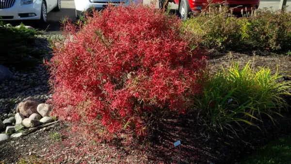 Dwarf Turkestan Burning Bush - Trees & Shrubs