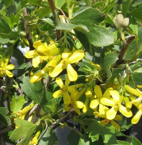 Red Lake Currant - Trees & Shrubs