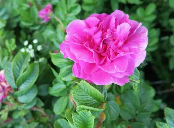 Hansa Rose - Trees & Shrubs