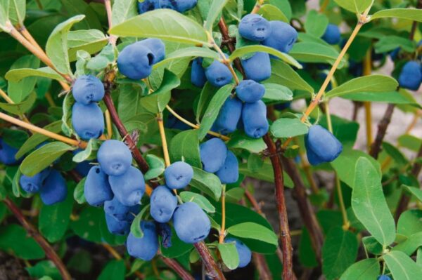 Combo Haskap Berry - Trees & Shrubs