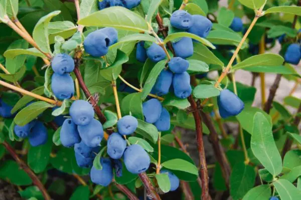 Combo Haskap Berry - Trees & Shrubs