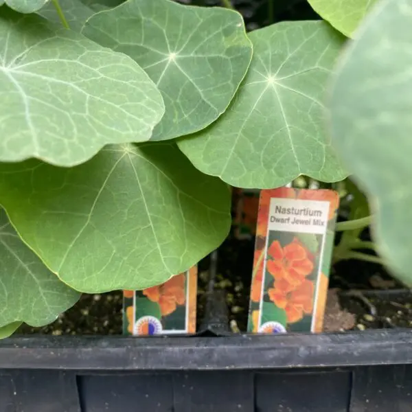 Nasturtium (Bedding Packs)