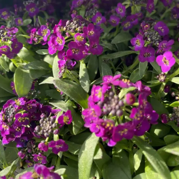 Alyssum (Bedding Packs) - Image 3