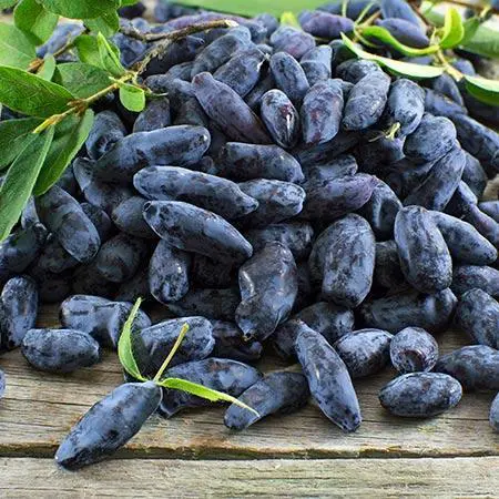 Indigo Gem Haskap Berry - Trees & Shrubs