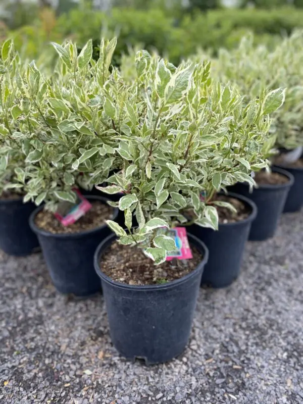 Ivory Halo Dogwood - Trees & Shrubs - Image 2