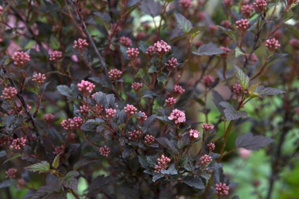 Little Devil Ninebark - Trees & Shrubs