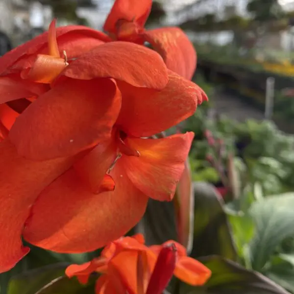 Canna Lily (Assorted) - Image 7