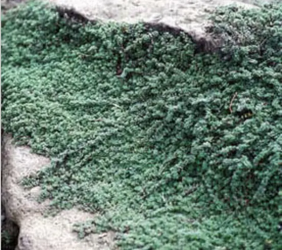 Perennial Thyme (Thymus) - Perennials