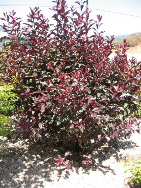 Image of Purple leaf plum shrub