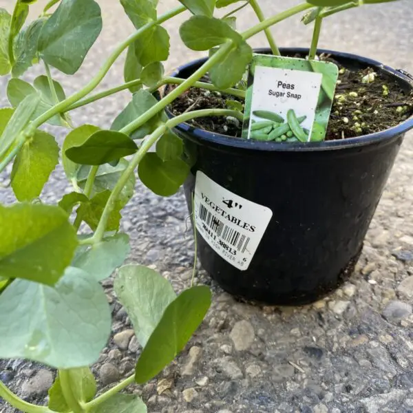 Snap Peas - 4" Veggies