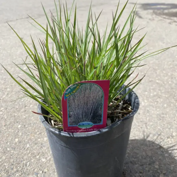 Standing Ovation Little Bluestem Grass - Perennials
