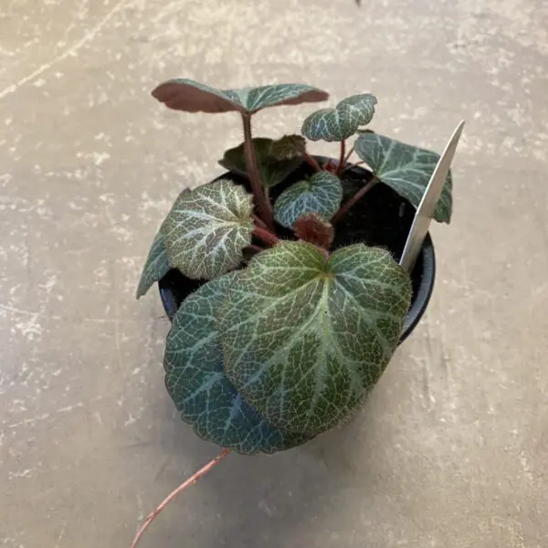 Strawberry Begonia (Saxifraga stolonifera) - Tropicals/Houseplants - Image 3