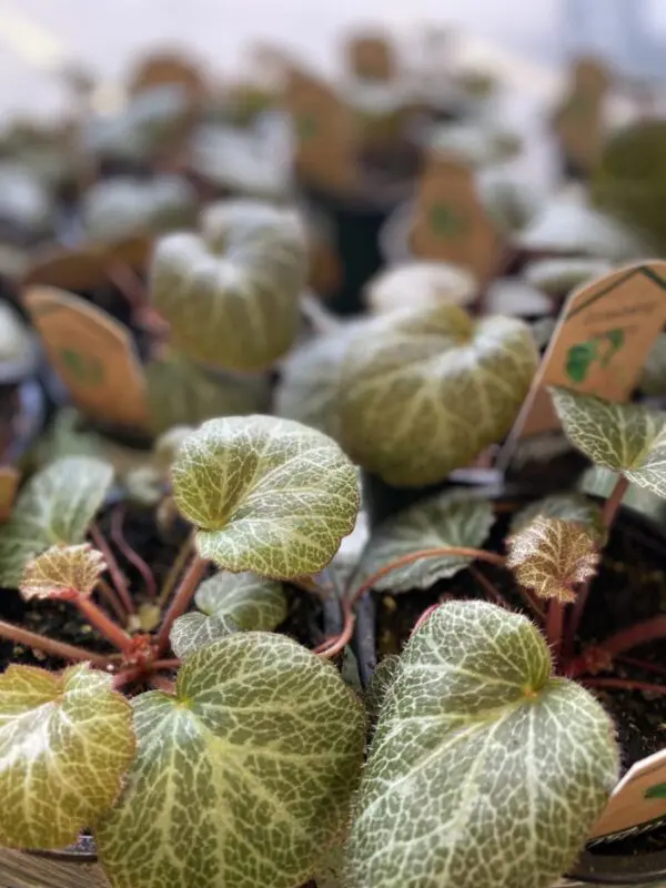 Strawberry Begonia (Saxifraga stolonifera) - Tropicals/Houseplants