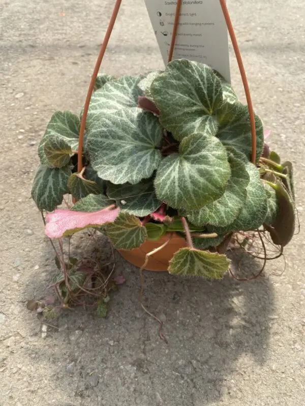 Strawberry Begonia (Saxifraga stolonifera) - Tropicals/Houseplants - Image 2