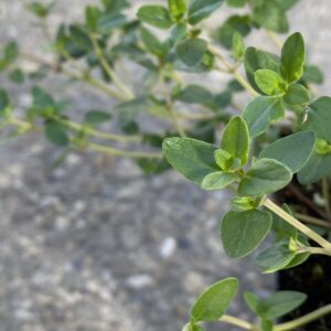 Thyme Plants - Culinary Herbs