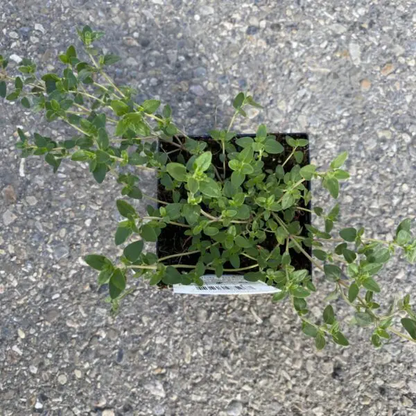 Thyme Plants - Culinary Herbs - Image 2