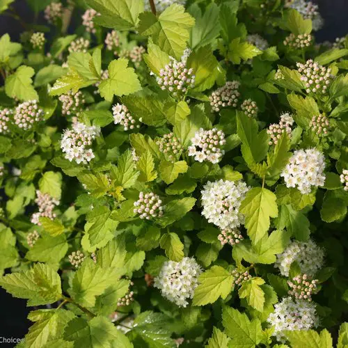Tiny Wine Gold Ninebark - Trees & Shrubs