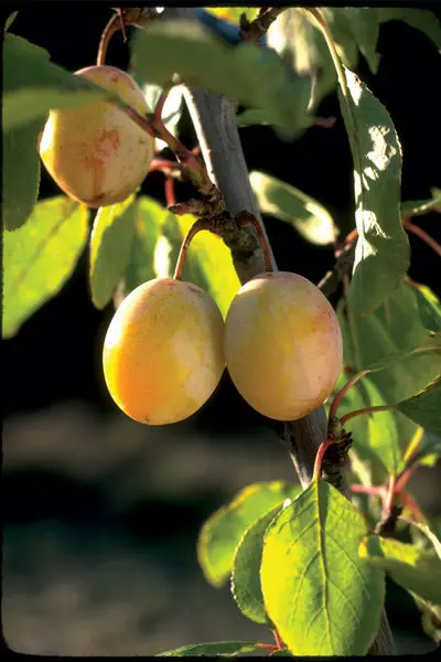 Brookgold Plum - Trees & Shrubs