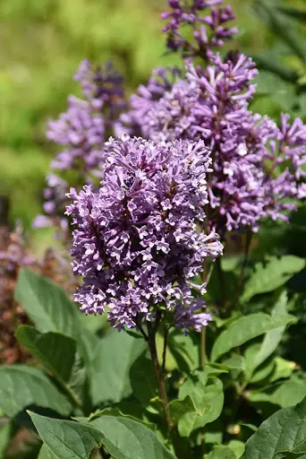 Royalty Preston Lilac - Trees & Shrubs