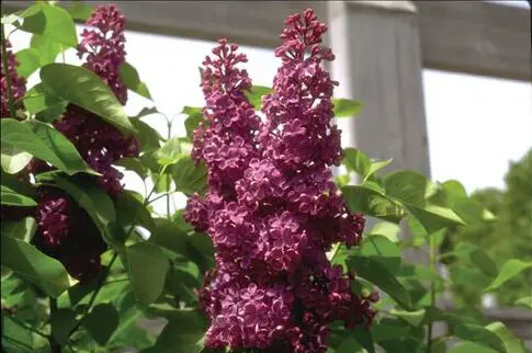 Charles Joly French Lilac - Trees & Shrubs