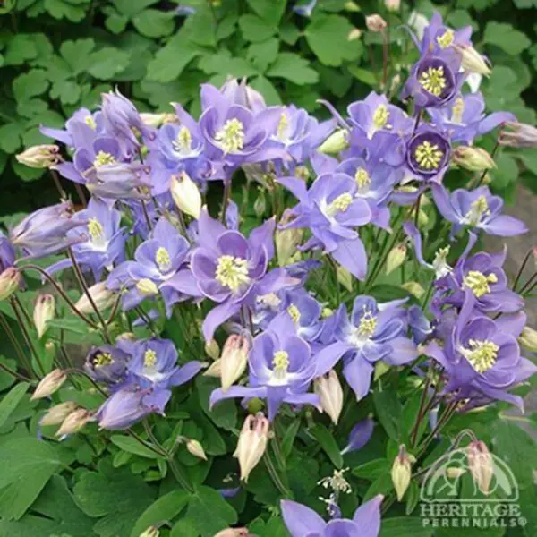 Columbine (Aquilegia) - Perennials