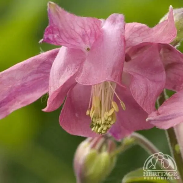 Columbine (Aquilegia) - Perennials - Image 2