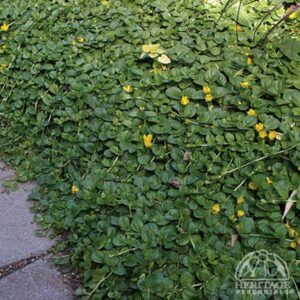 Creeping Jenny (Lysimachia) - Perennials