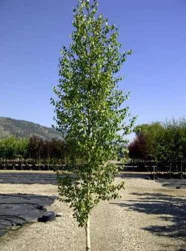 Dakota Pinnacle Birch - Trees & Shrubs