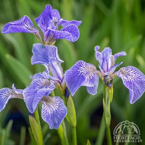 Iris - Perennials