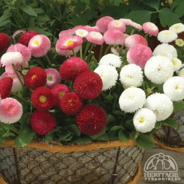 English Daisy / Daisies (Bellis) - Perennials