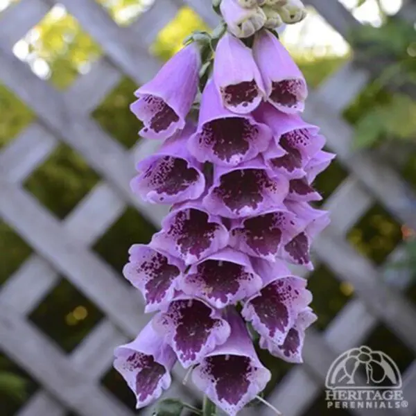 Foxglove (Digitalis) - Perennials - Image 2