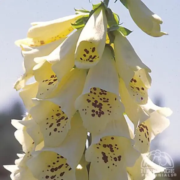 Foxglove (Digitalis) - Perennials