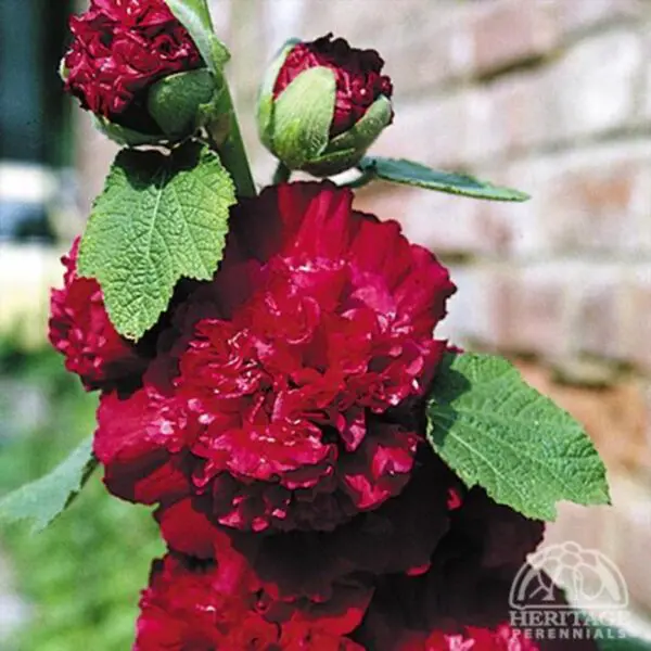 Hollyhock (Alcea) - Perennials - Image 3