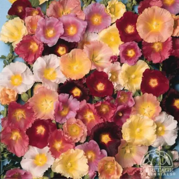Hollyhock (Alcea) - Perennials
