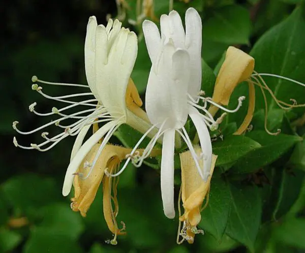 Miniglobe Honeysuckle - Trees & Shrubs - Image 2