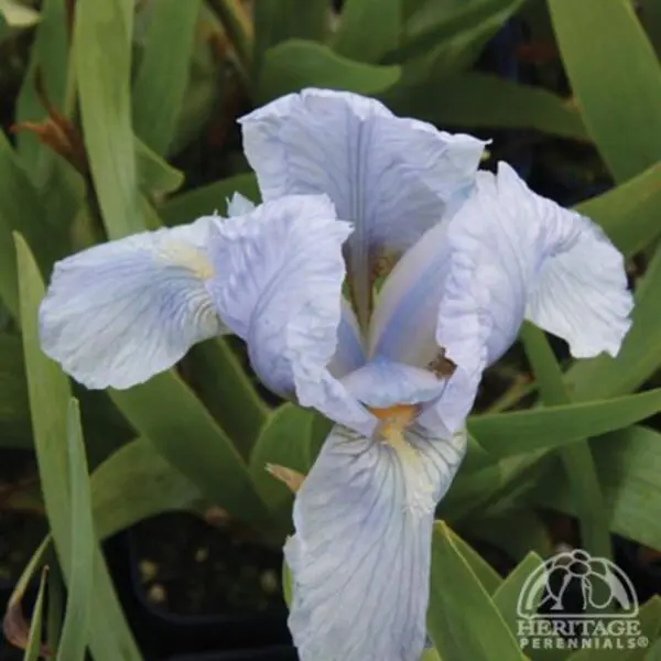Iris - Perennials - Image 2
