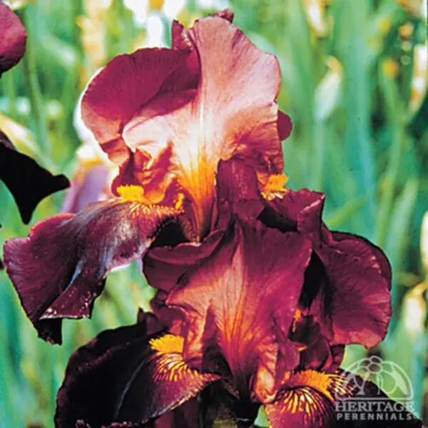 Iris - Perennials - Image 4